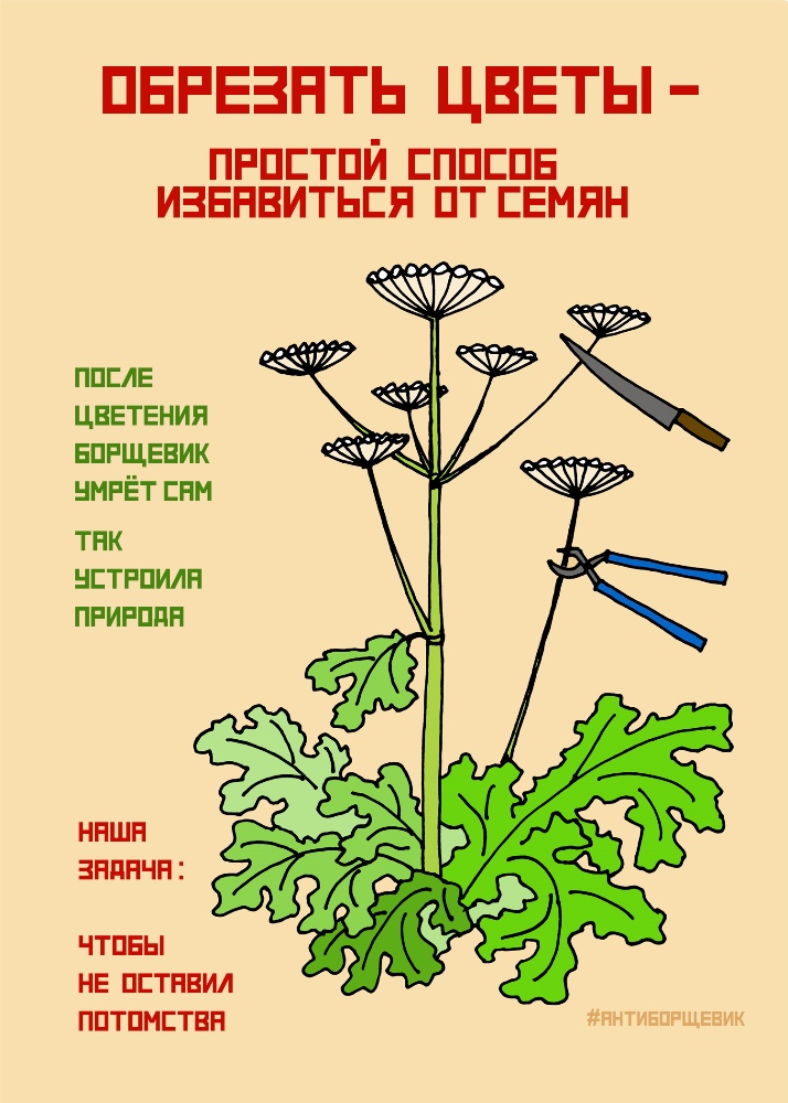 Памятка по борьбе с борщевиком Сосновского